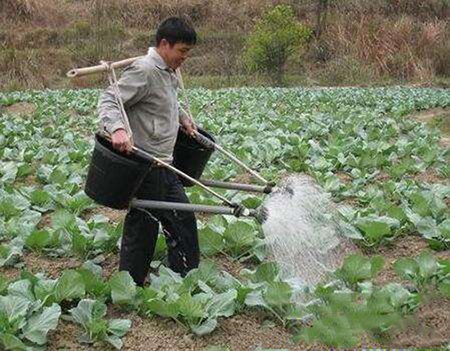 <b>硼肥如何施用？硼肥使用有哪些誤區？</b>