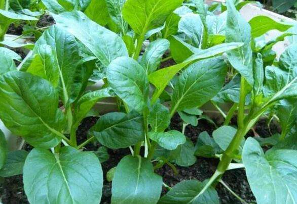 <b>磷酸二氫鉀為什么不可取代？磷酸二氫鉀的好處</b>