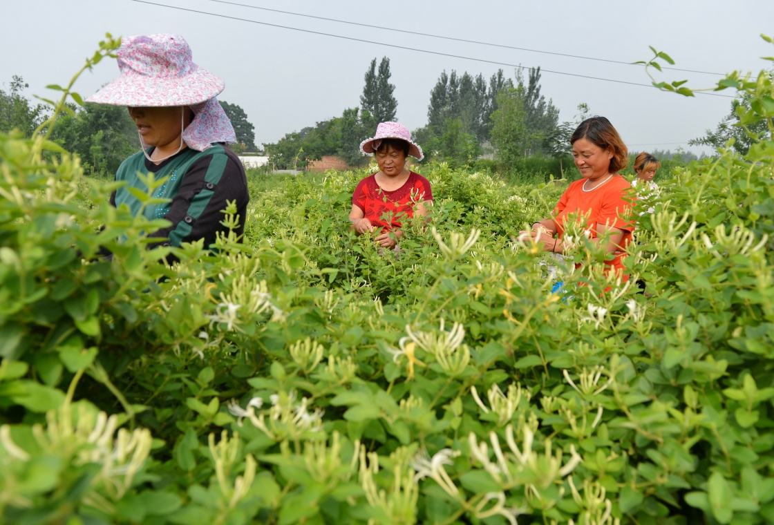金銀花使用北美農大水溶肥見效快
