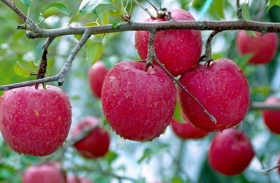 北美農大蘋果膨果專用沖施肥性價比高