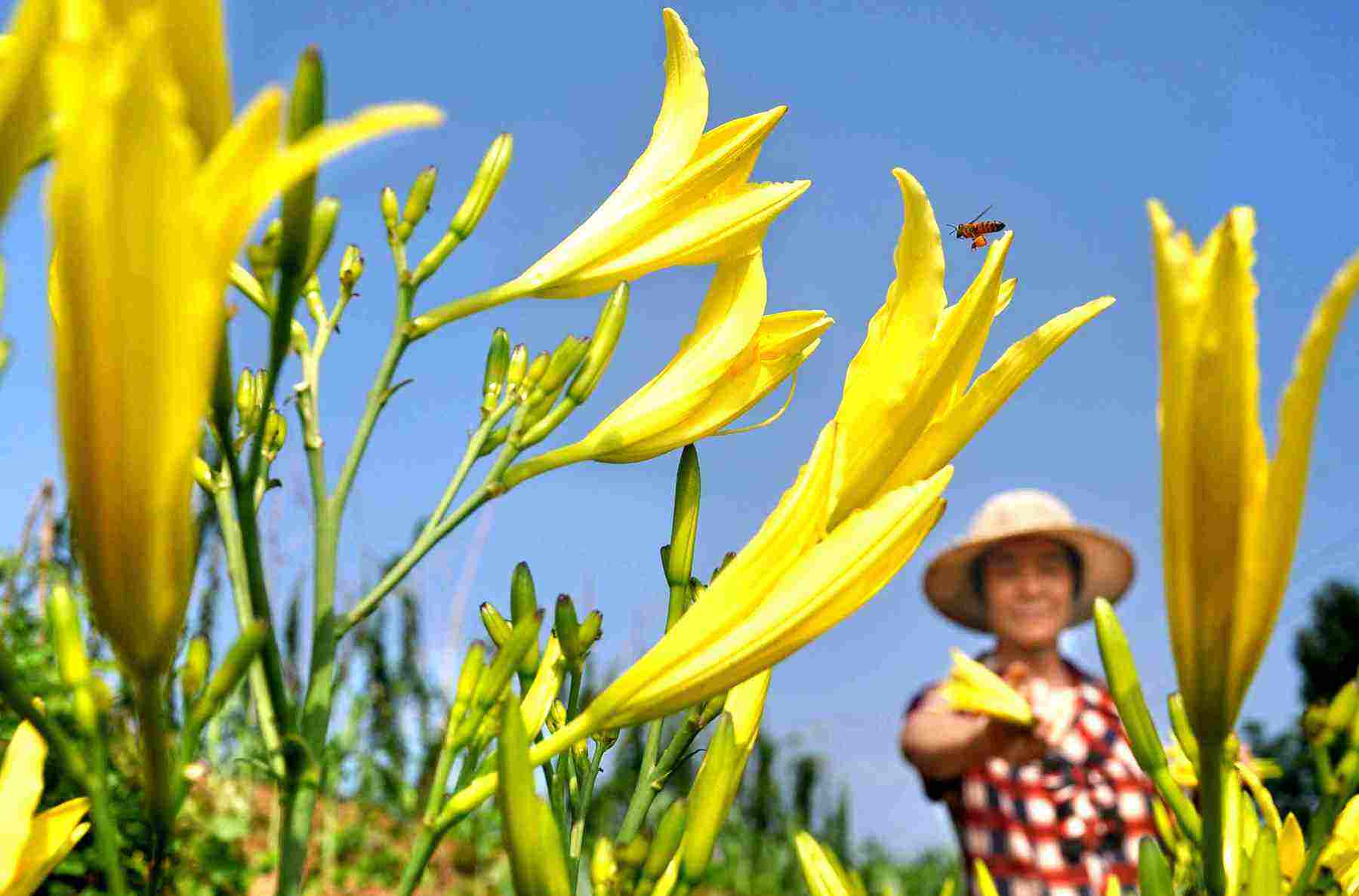 黃花菜應該如何施用水溶肥？