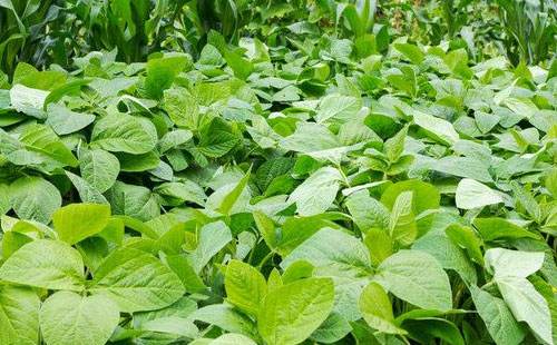 氮磷鉀肥對大豆生長有什么好處？