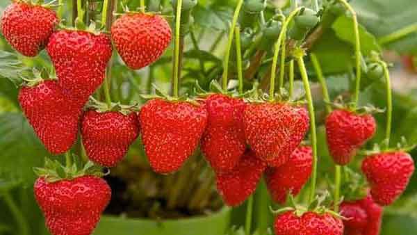 草莓硬度弱、果不紅怎么辦？