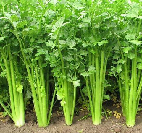 芹菜缺硼缺鈣的原因有哪些？如何防治？