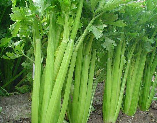 芹菜缺硼缺鈣的原因有哪些？如何防治？