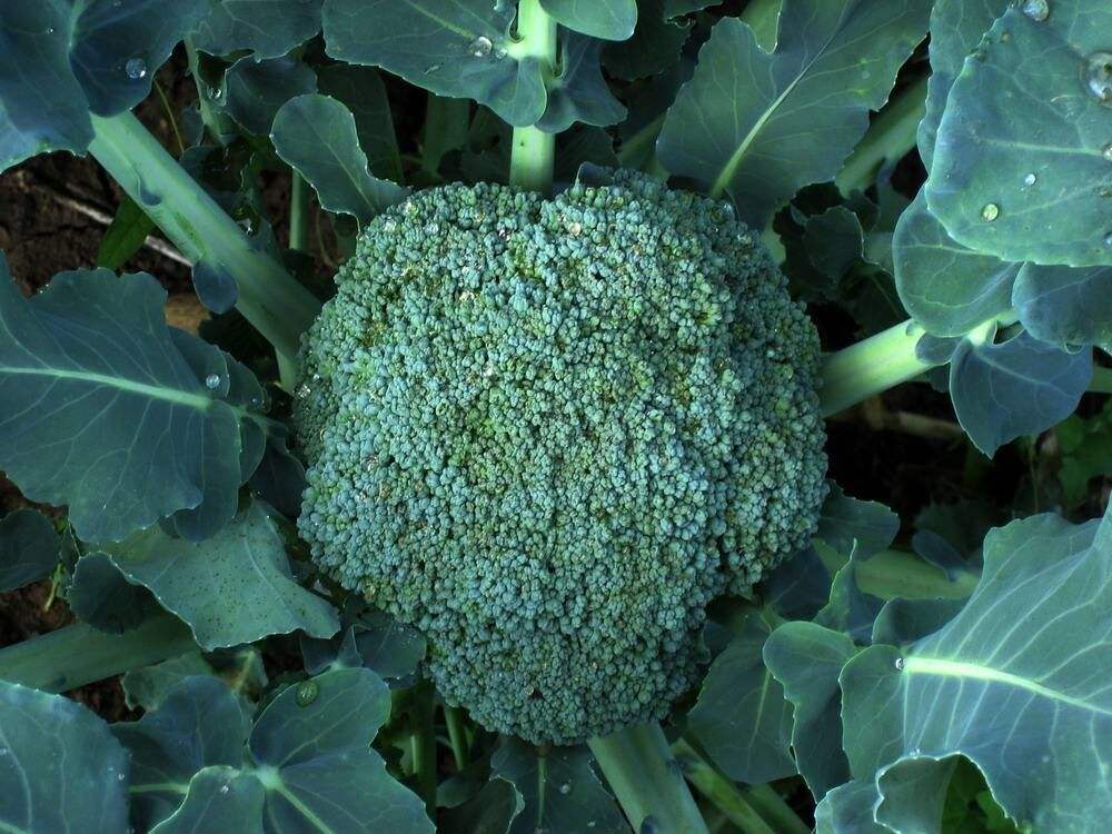 西蘭花應該如何施肥？水溶肥怎么施用？