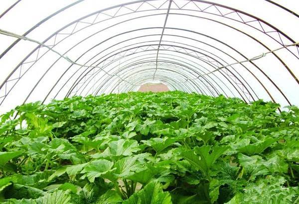 大棚蔬菜應該如何施肥？施什么肥好？