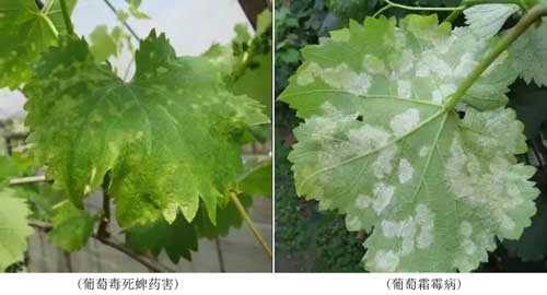藥害、病害分不清？看完這個你就懂了