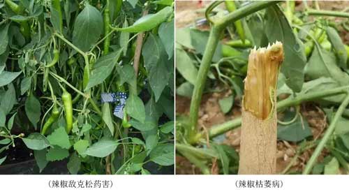 藥害、病害分不清？看完這個你就懂了