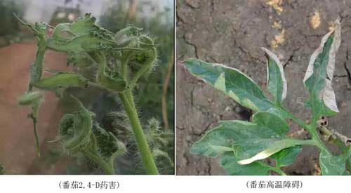 藥害、病害分不清？看完這個你就懂了