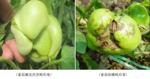 藥害、病害分不清？看完這個你就懂了